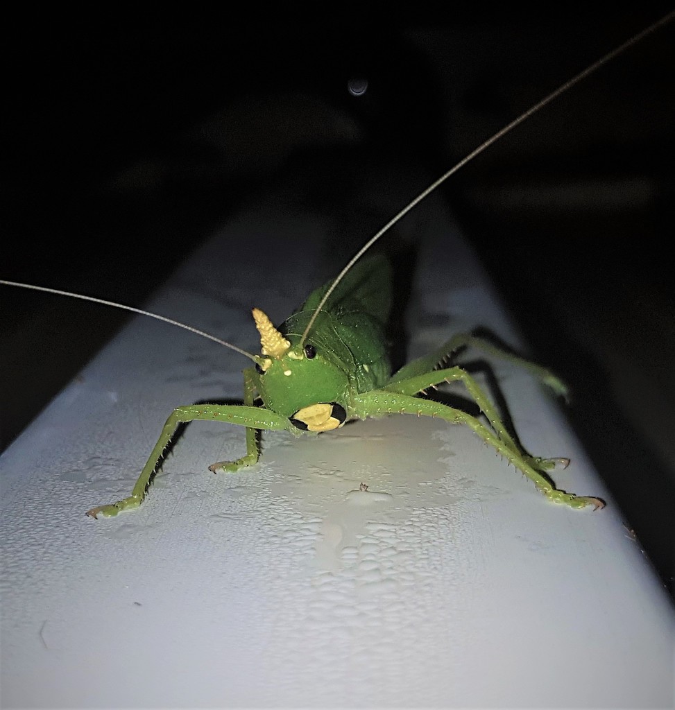 Horned conehead