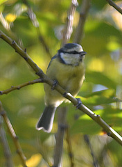 Cyanistes caeruleus