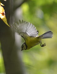 Cyanistes caeruleus