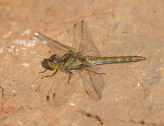 Sympetrum vulgatum