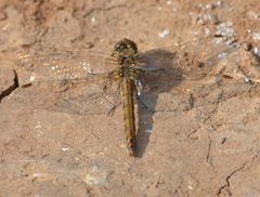 Sympetrum vulgatum