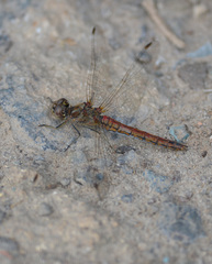 Sympetrum vulgatum