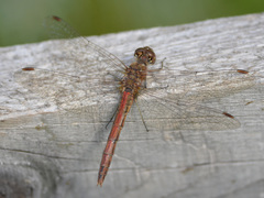Sympetrum vulgatum