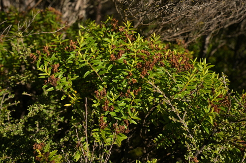 Veronica subfulvida observed 2025-05-11