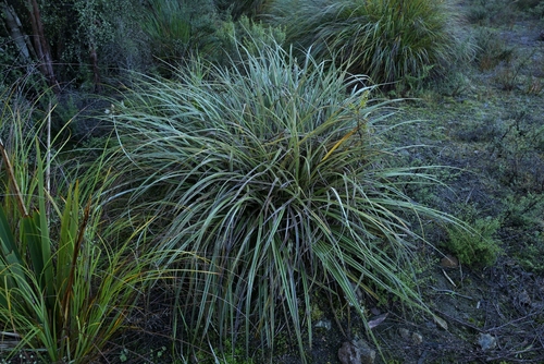 Astelia graminea (Astelia graminea)