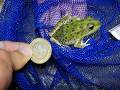Lithobates spectabilis