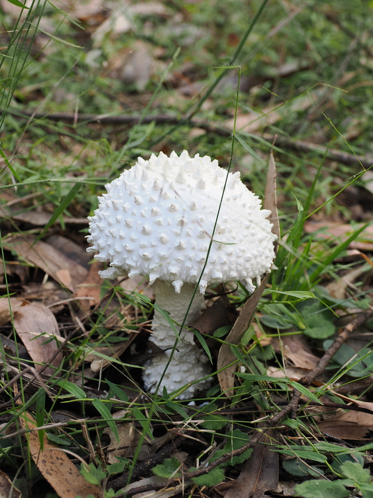 Amanita pyramidifera · May 2025 · photo: © lucaschristo (iNaturalist, cc-by)