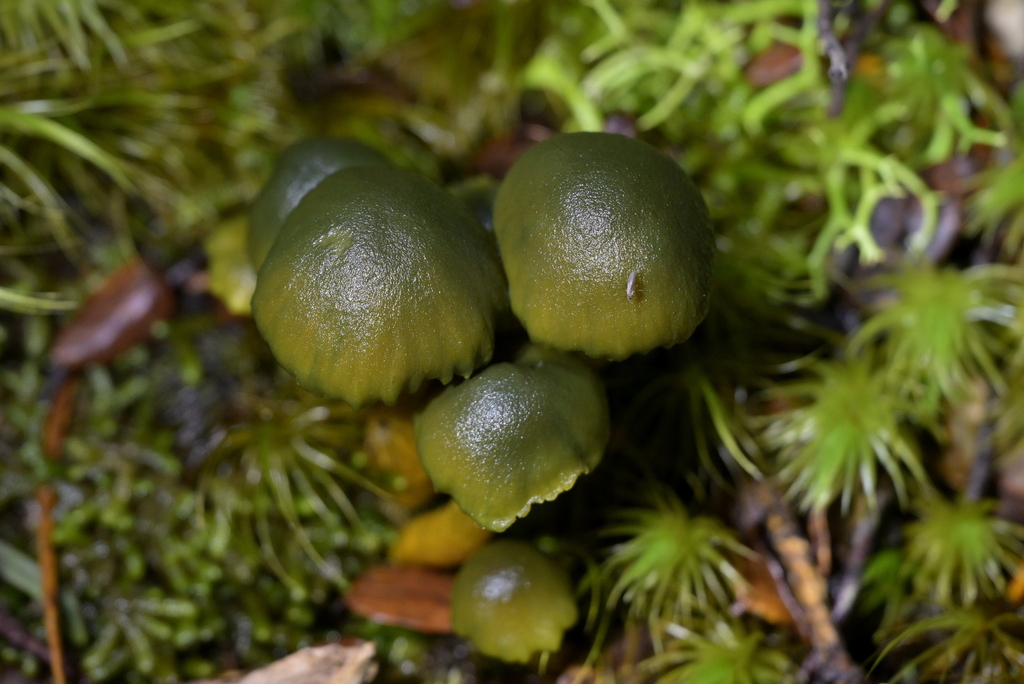 Humidicutis luteovirens · May 2025 · photo: © christopherstephens (iNaturalist, cc-by)
