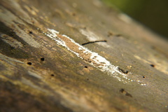 Coniophoraceae