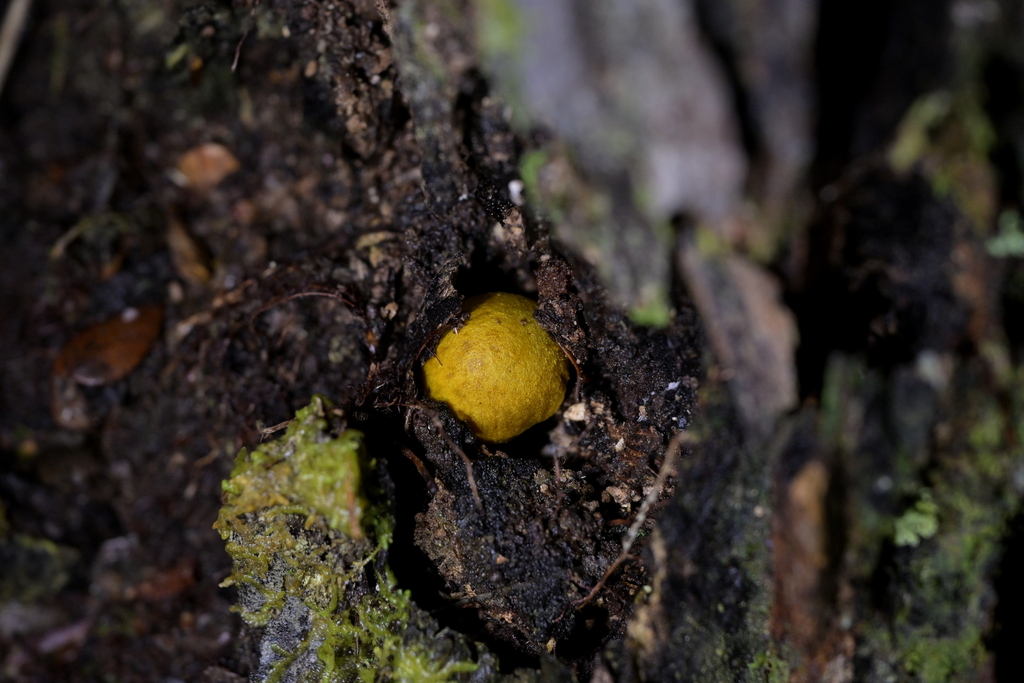 Cortinarius canarius · May 2025 · photo: © christopherstephens (iNaturalist, cc-by)