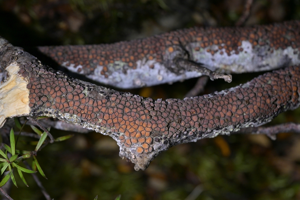 Aleurodiscus berggrenii · May 2025 · photo: © christopherstephens (iNaturalist, cc-by)