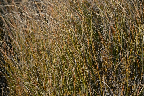 Image of Chionochloa defracta by (c) Christopher Stephens, some rights reserved (CC BY-SA)