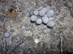 Mammillaria haageana meissneri