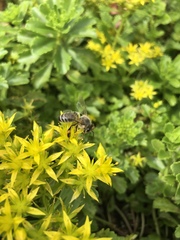 Apis mellifera