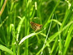 Carterocephalus mandan