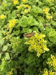 Apis mellifera