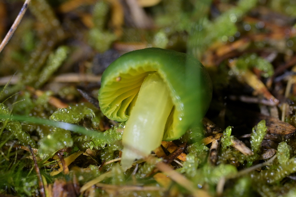 Humidicutis luteovirens · May 2025 · photo: © christopherstephens (iNaturalist, cc-by)