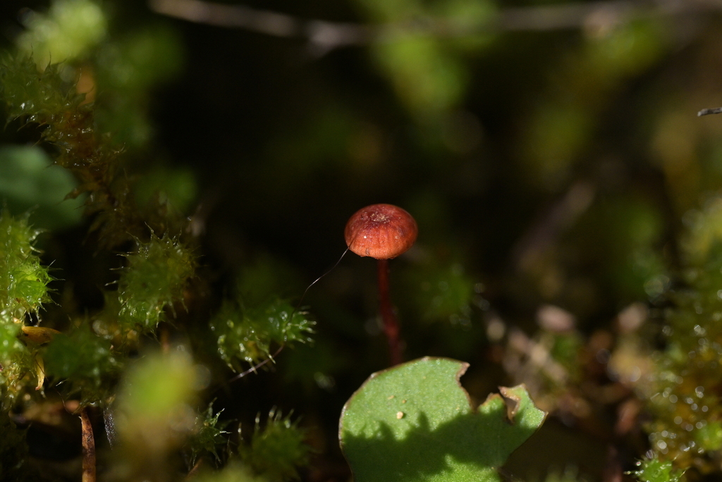 Mycena ura · May 2025 · photo: © christopherstephens (iNaturalist, cc-by)