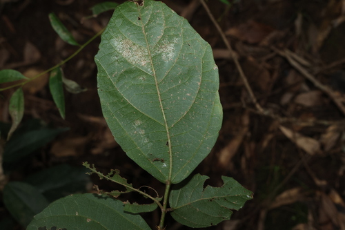 Image of Mallotus claoxyloides by (c) Greg Tasney, some rights reserved (CC BY-SA)
