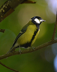 Parus major