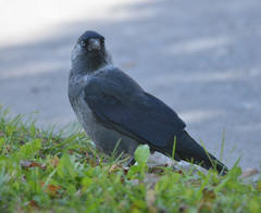Corvus monedula