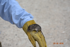 Heteromys irroratus