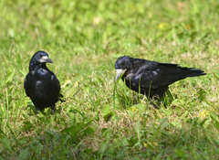 Corvus frugilegus