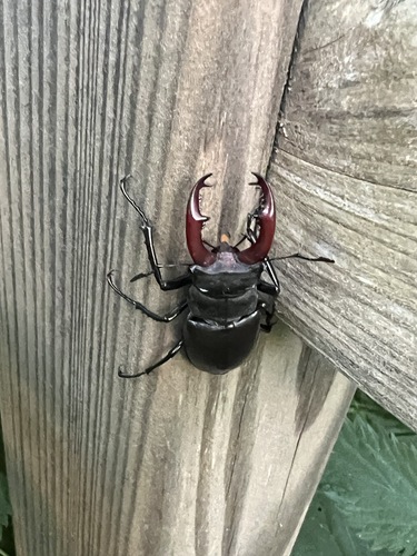 Lucanus cervus