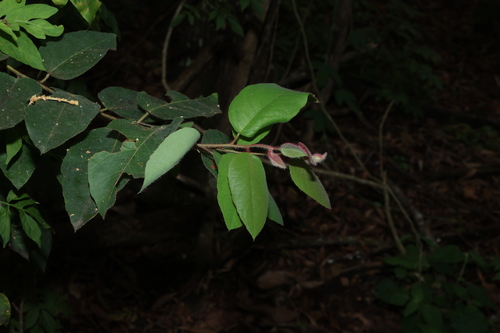 Image of Corymbia torelliana by (c) Greg Tasney, some rights reserved (CC BY-SA)