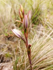 Thelymitra javanica