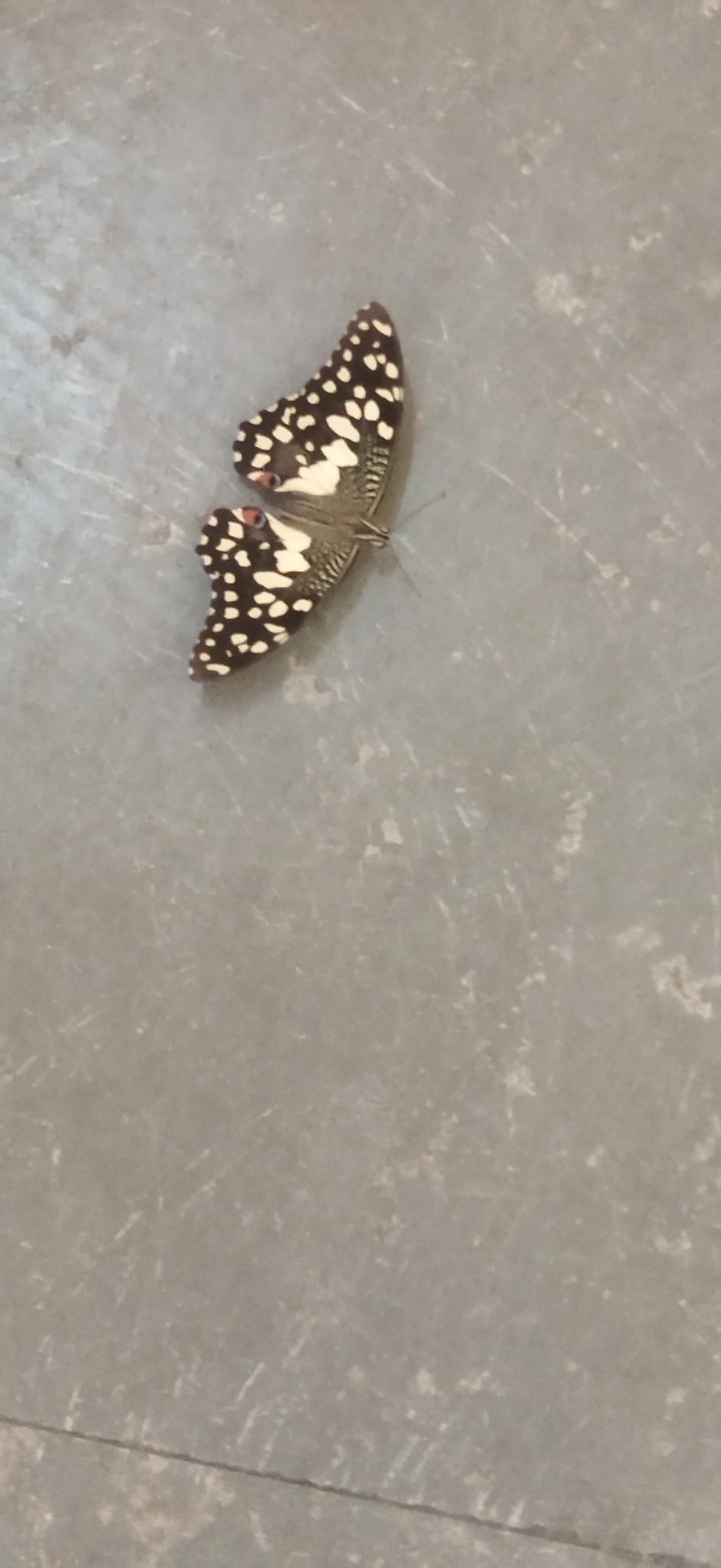 Lime Swallowtail
