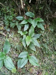 Goodyera viridiflora