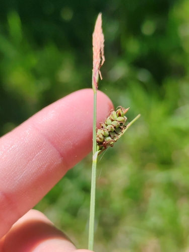 Image of Carex tomentosa by (c) Ljaž, some rights reserved (CC BY)