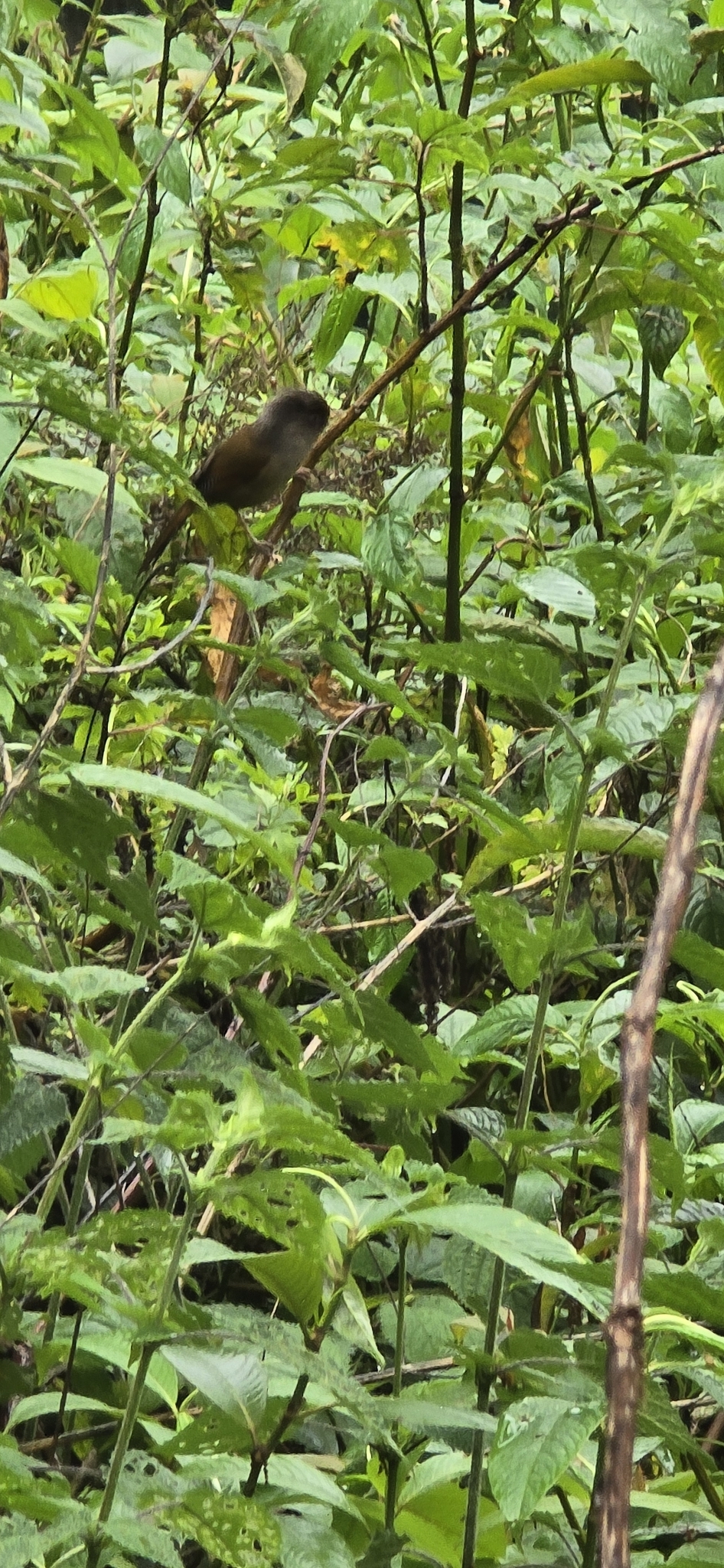 Rusty-fronted Barwing (Actinodura egertoni), photo 6