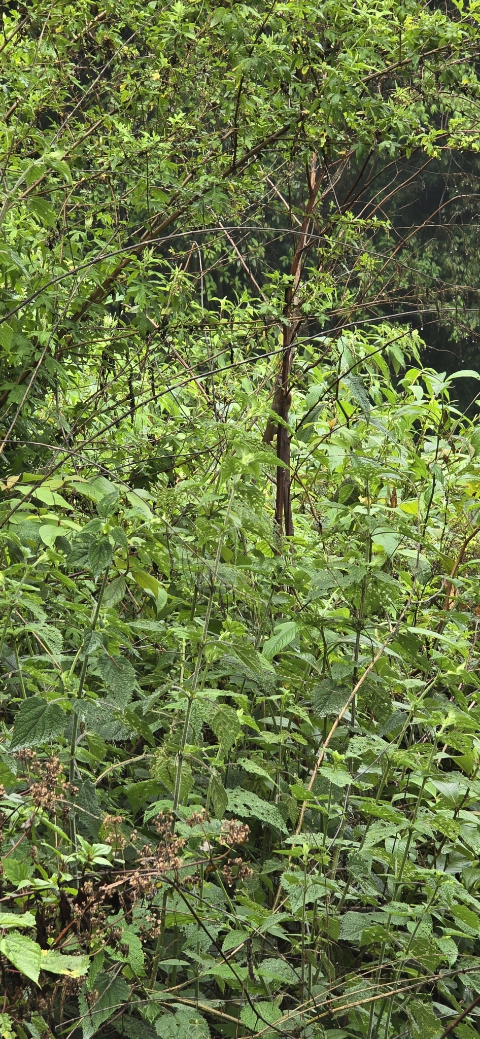 Rusty-fronted Barwing (Actinodura egertoni), photo 7