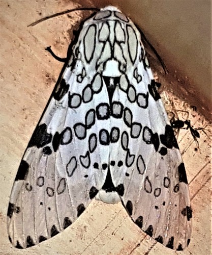 Hypercompe cunigunda