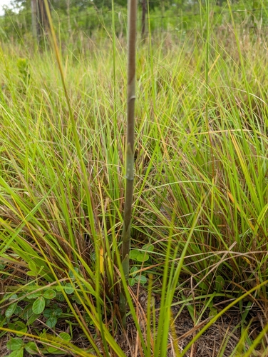 Image of Sacoila lanceolata by (c) Valerie Anderson, some rights reserved (CC BY)