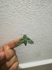 Proserpinus terlooii