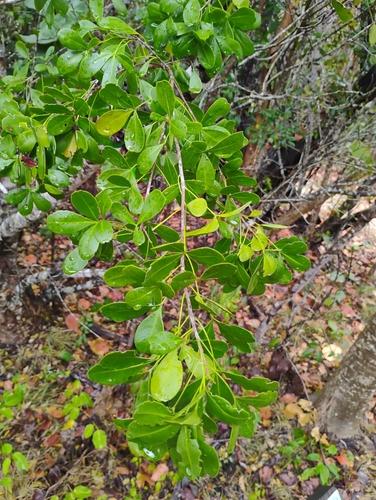 Hypelate trifoliata, photograph 6
