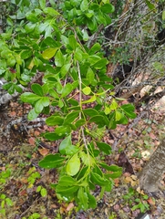 Hypelate trifoliata, photograph author not stated, no rights reserved