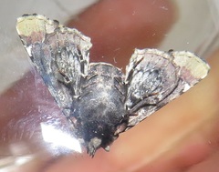 Eutelia ocellaria