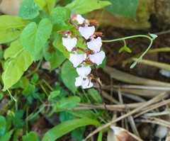 Rhynchostele bictoniensis
