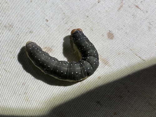 Achlya flavicornis
