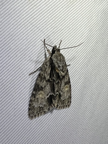 Acronicta strigosa