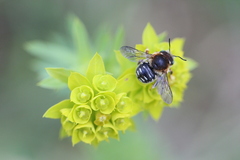 Anthidium punctatum