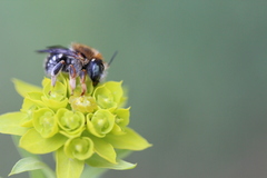 Anthidium punctatum
