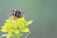 Anthidium punctatum