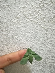 Proserpinus terlooii