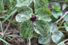 Trillium sessile