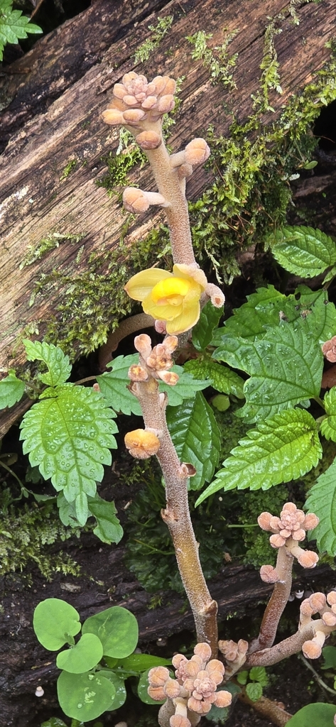 Cyrtosia javanica